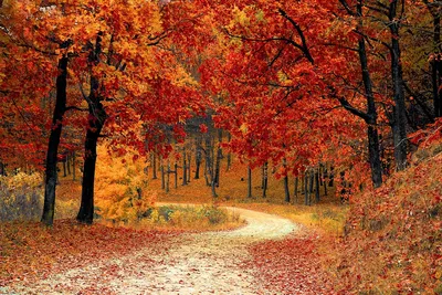 road, forest, fall, path, trail, trees, woods, foliage, leaves, autumn, season, seasonal, natural, landscape, scenic, nature, nature wallpaper, forest, fall, autumn, nature, nature, nature, nature, nature